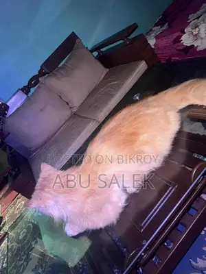 Persian Cat