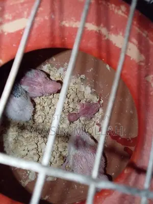 Budgerigar Bird