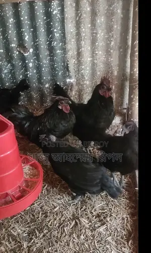 Kadaknath Black Meat Chicken
