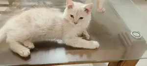পার্সিয়ান ক্যাট