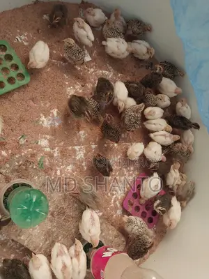 European Quail, Japanese Quail chicks and fertile eggs