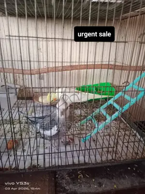 Raning Cockatiel Bird