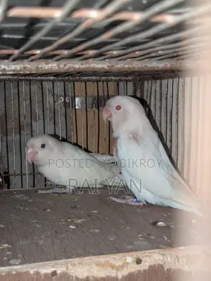 অ্যালবিনো রেড আই লাভ বার্ড
