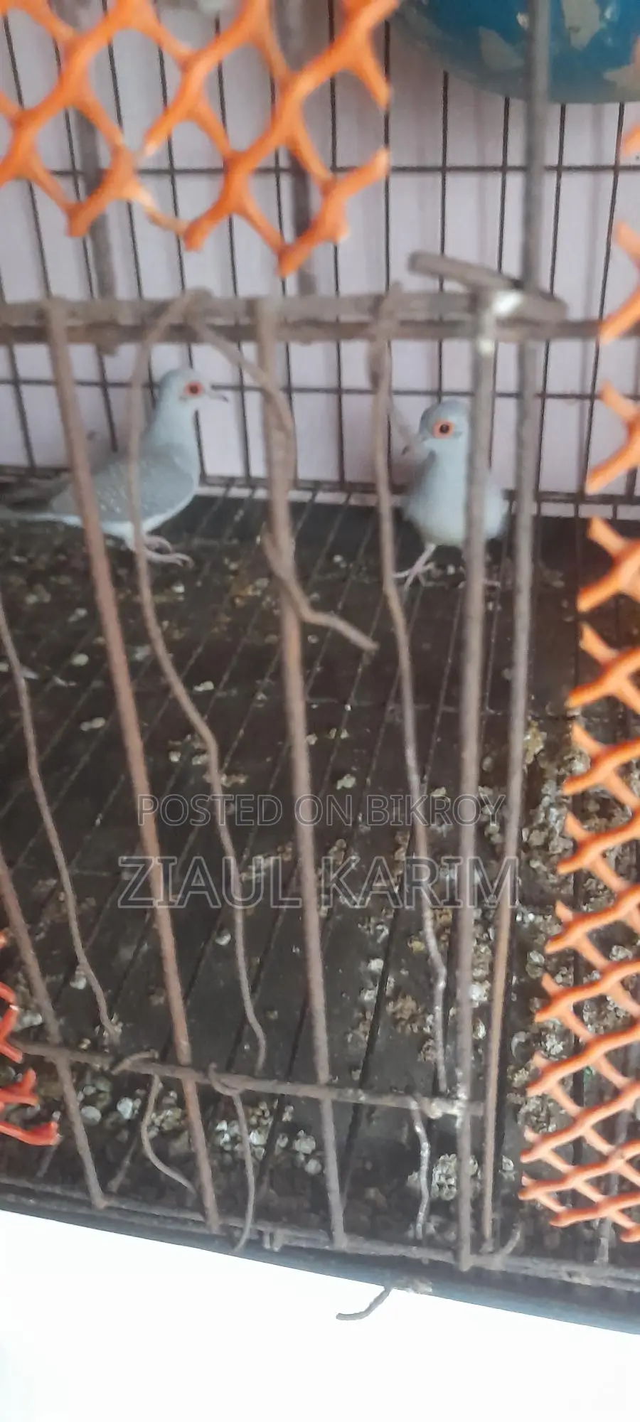 তিন পিচ ডায়মন্ড ডাব বিক্রি করা হবে