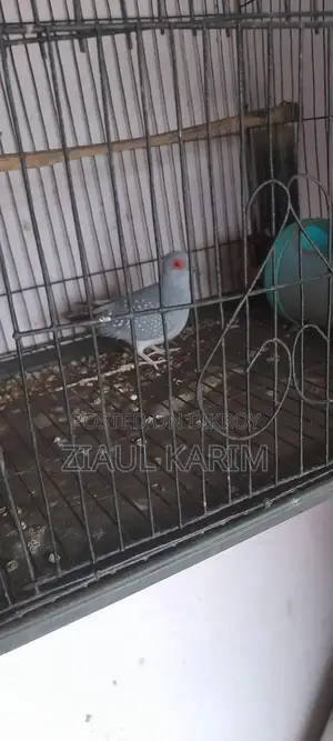 তিন পিচ ডায়মন্ড ডাব বিক্রি করা হবে