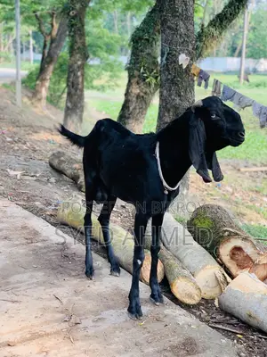 নাগরা বিটল পাটা