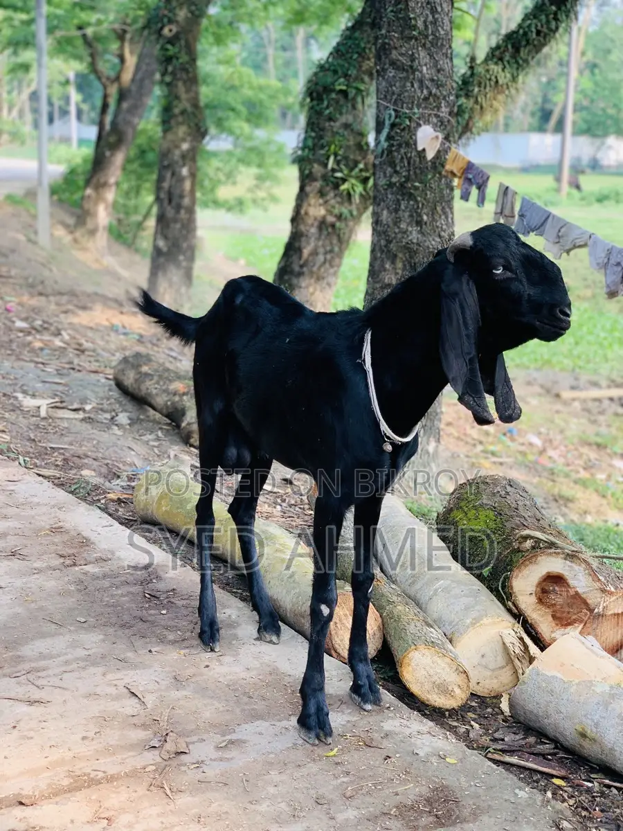নাগরা বিটল পাটা
