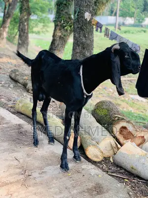 নাগরা বিটল পাটা