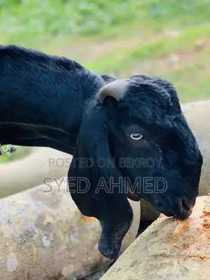 নাগরা বিটল পাটা
