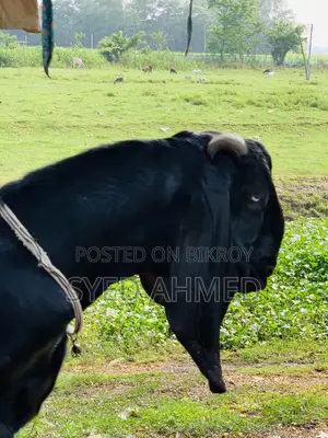 নাগরা বিটল পাটা