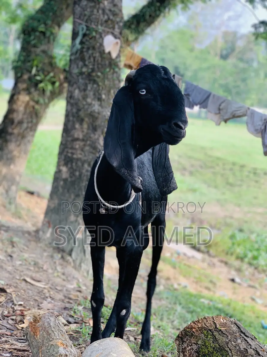 নাগরা বিটল পাটা