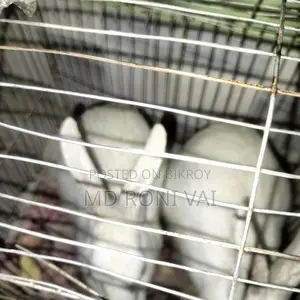 খরগোশ বিক্রি