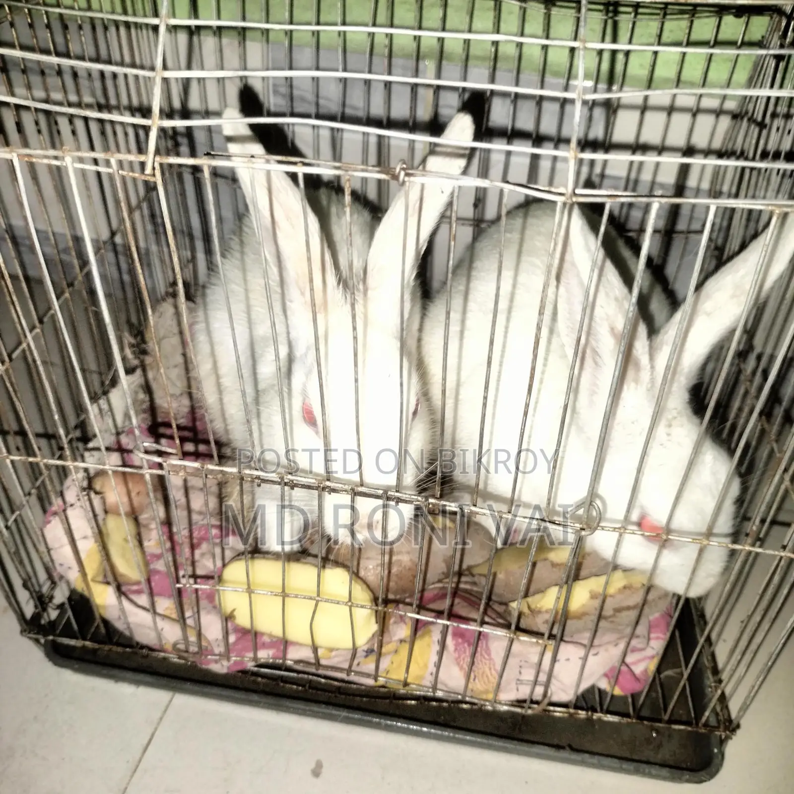 খরগোশ বিক্রি
