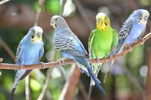 Bird For Sale