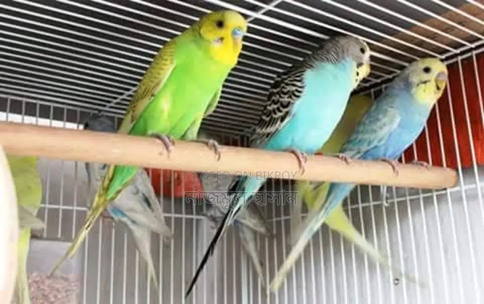 Bird For Sale