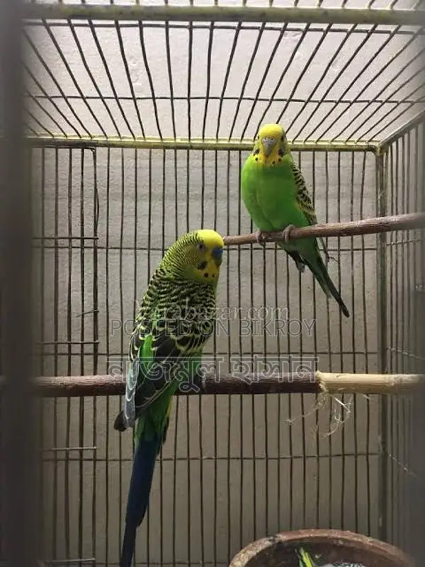 Bird For Sale