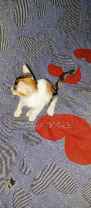 Cat Adoption