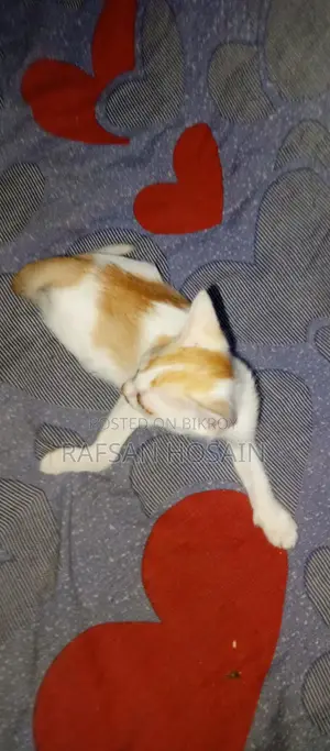 বিড়াল দত্তক