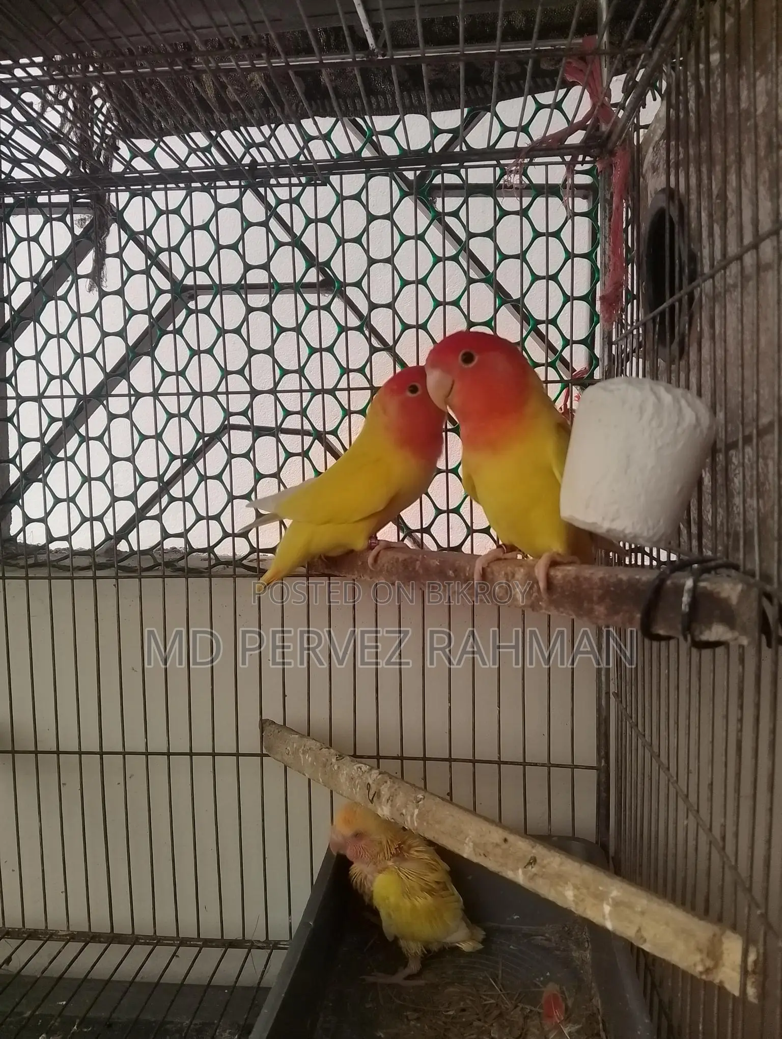 Master Pair Love Bird with Chicks