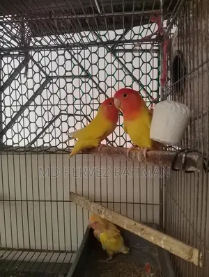 Master Pair Love Bird with Chicks