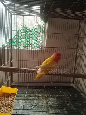 Master Pair Love Bird with Chicks