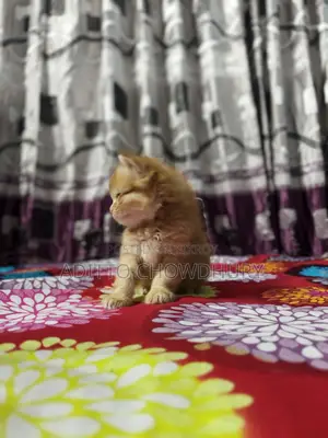 Persian Baby