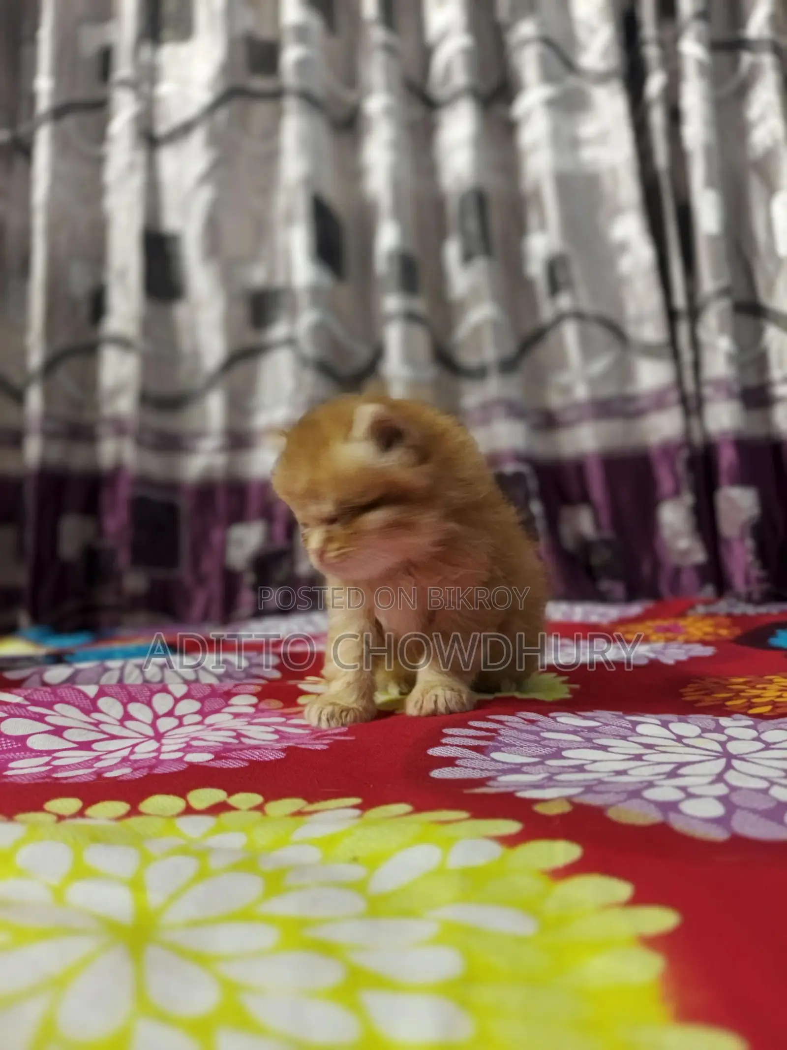 Persian Baby