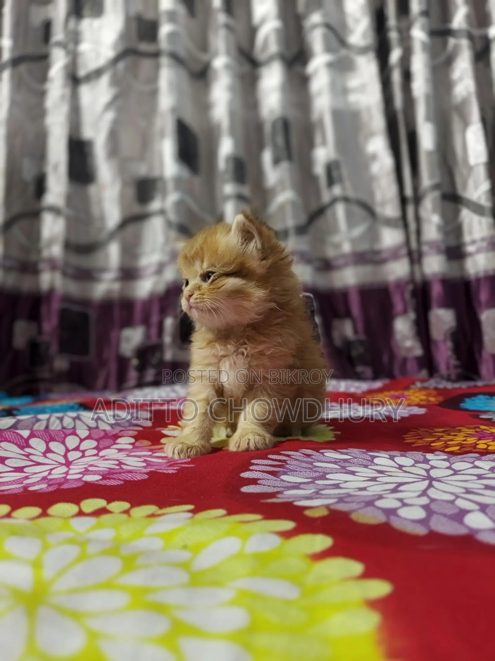 Persian Baby