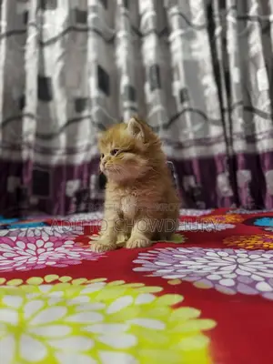 Persian Baby