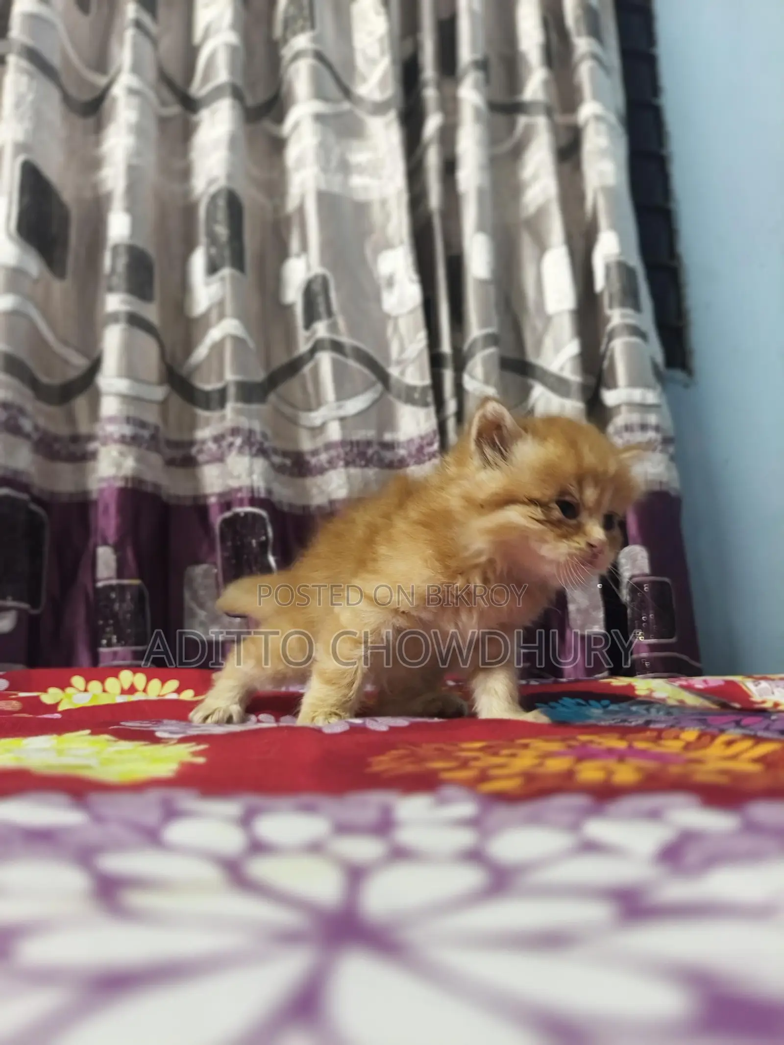 Persian Baby