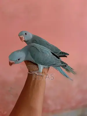 Blue Baby