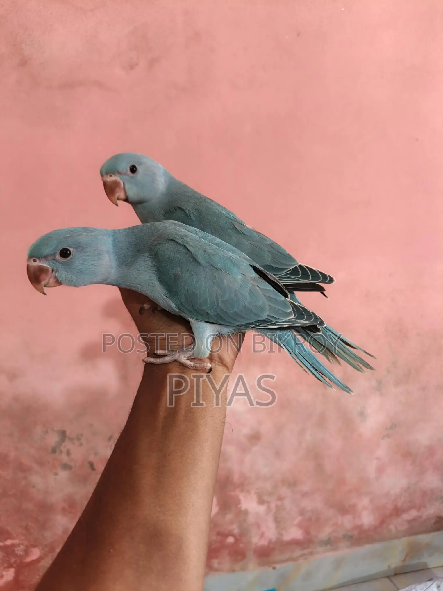 Blue Baby