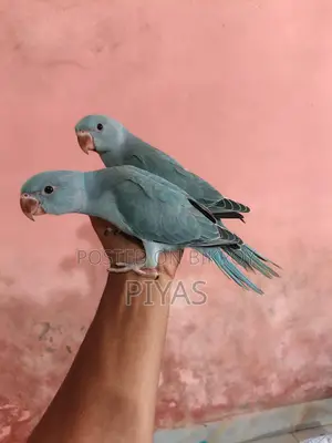 Blue Baby