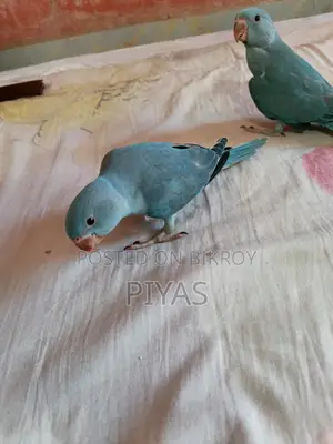 Blue Baby