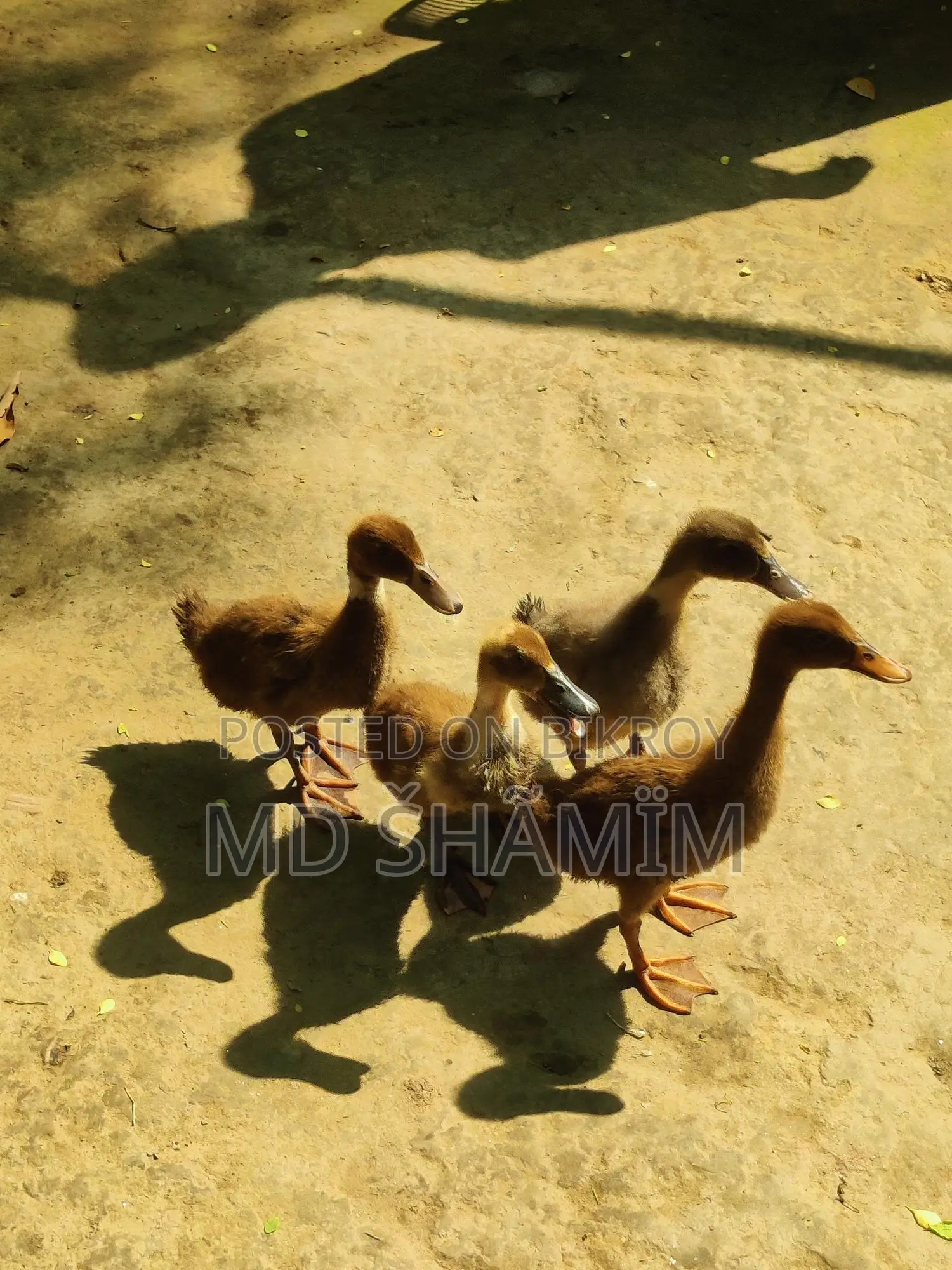 দেশি পাতি হাস