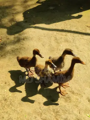 Native Ducks