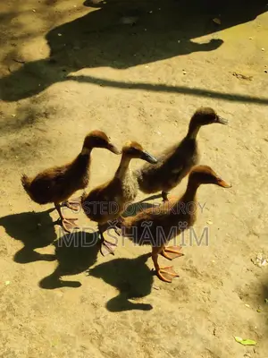 দেশি পাতি হাস