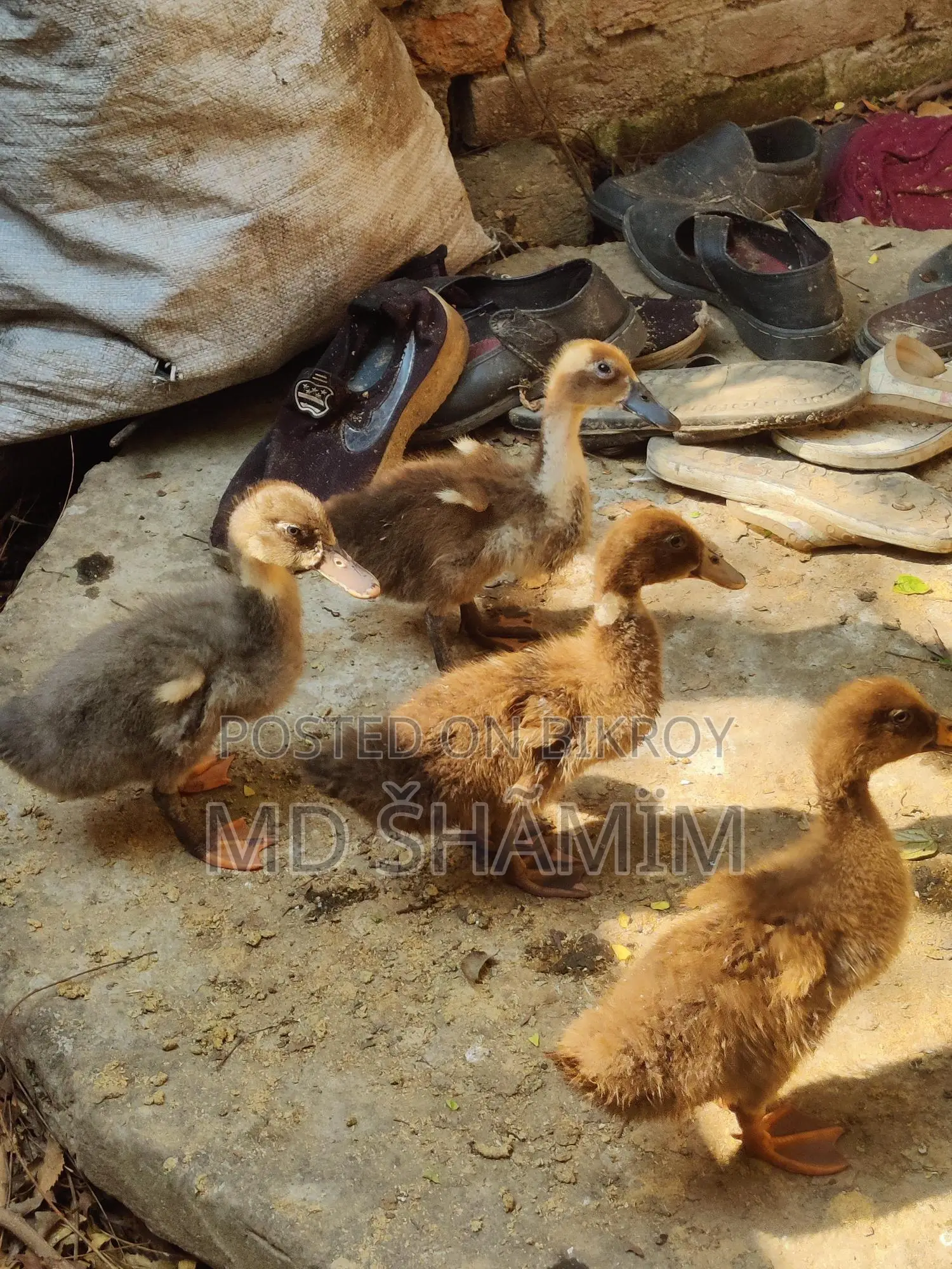 দেশি পাতি হাস