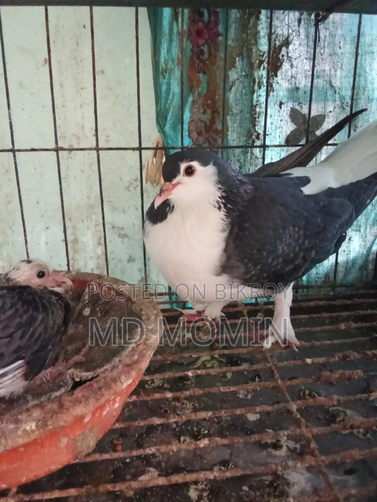 লাহোরি কবুতর