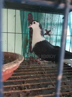 লাহোরি কবুতর