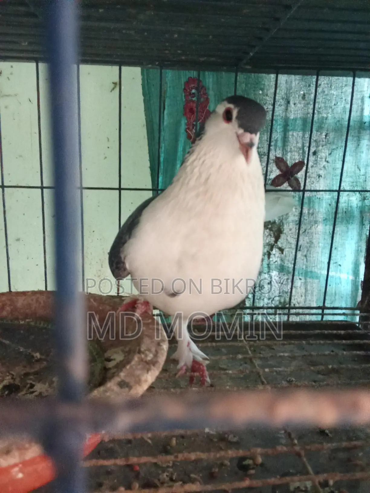 লাহোরি কবুতর