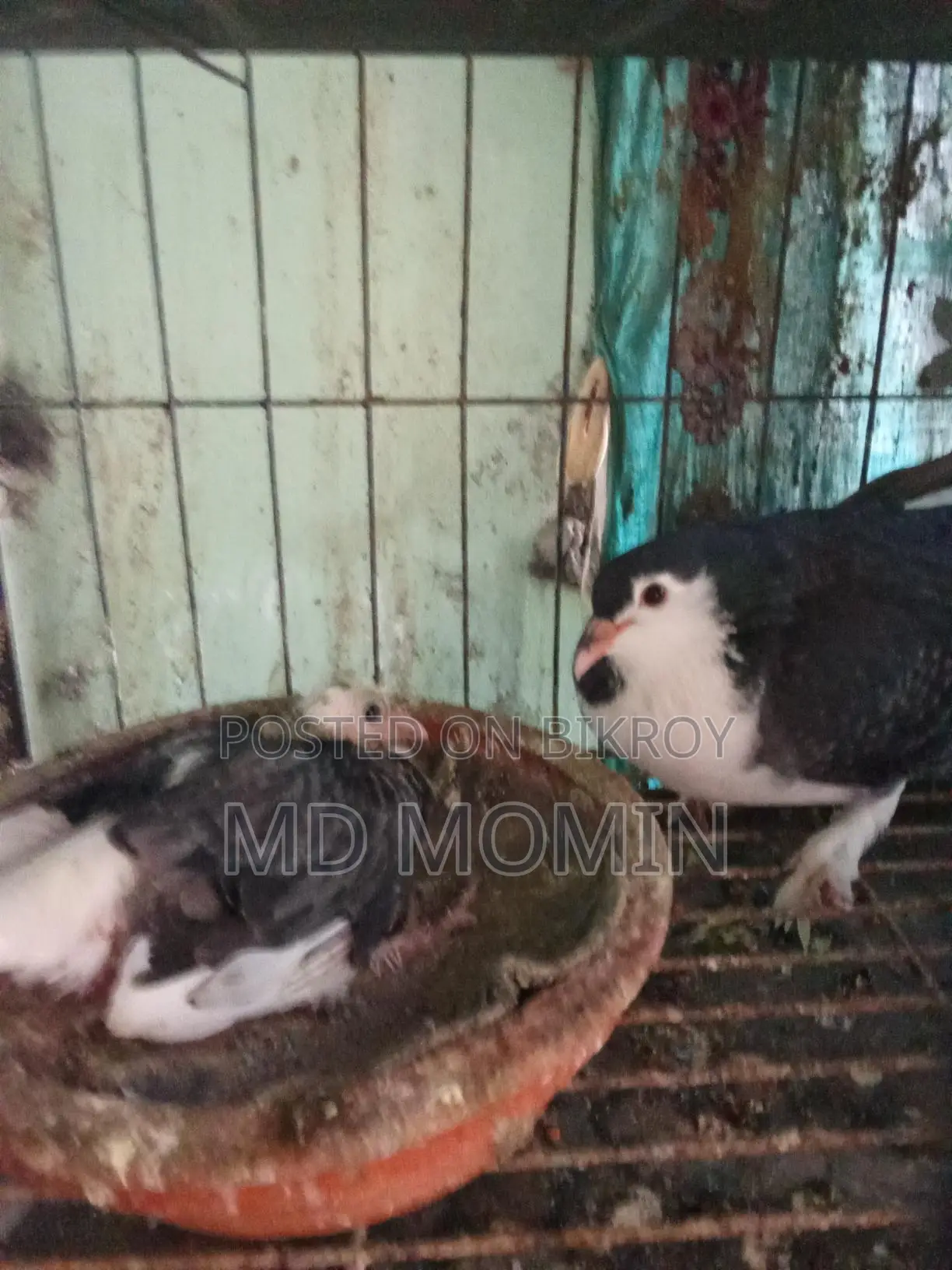 লাহোরি কবুতর