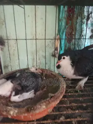 লাহোরি কবুতর