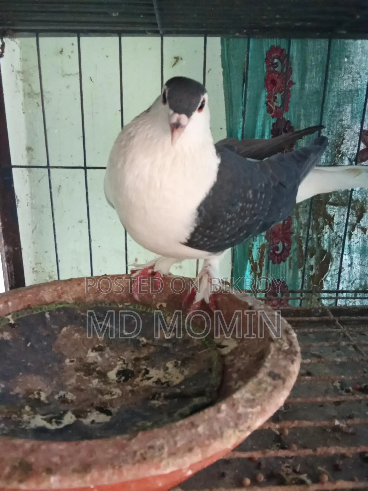 লাহোরি কবুতর