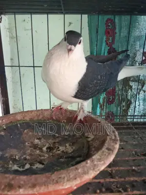 লাহোরি কবুতর