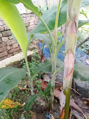 Deshi Sagar Banana, Sabri and Raw Banana Saplings.