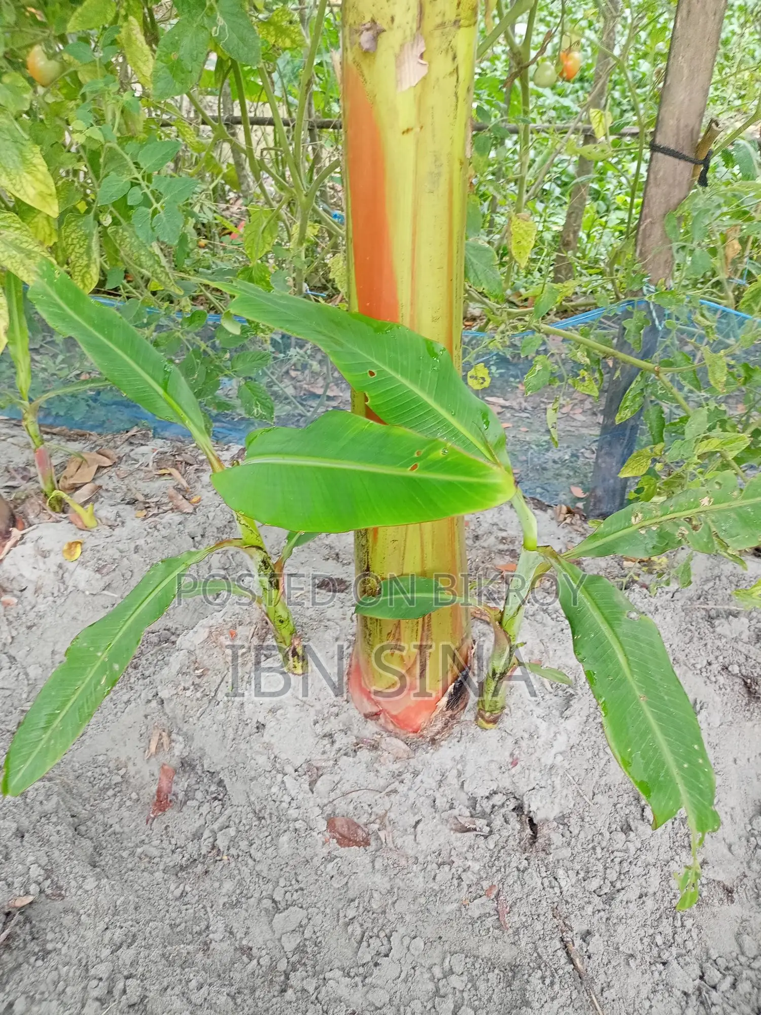 Deshi Sagar Banana, Sabri and Raw Banana Saplings.