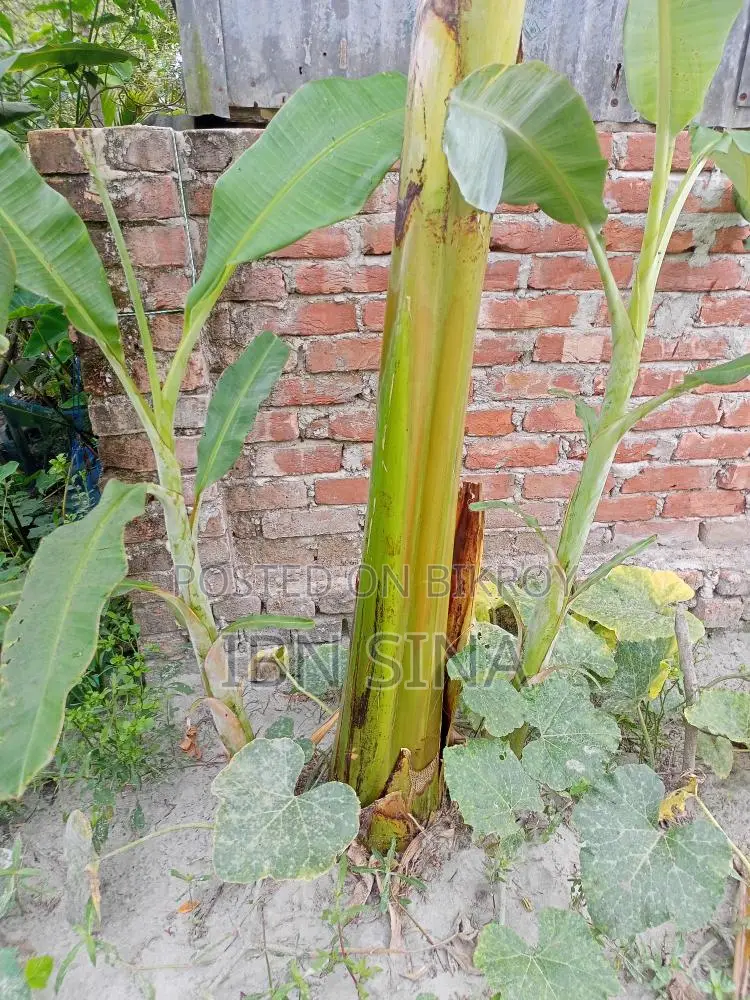 Deshi Sagar Banana, Sabri and Raw Banana Saplings.
