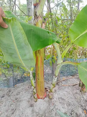 Deshi Sagar Banana, Sabri and Raw Banana Saplings.