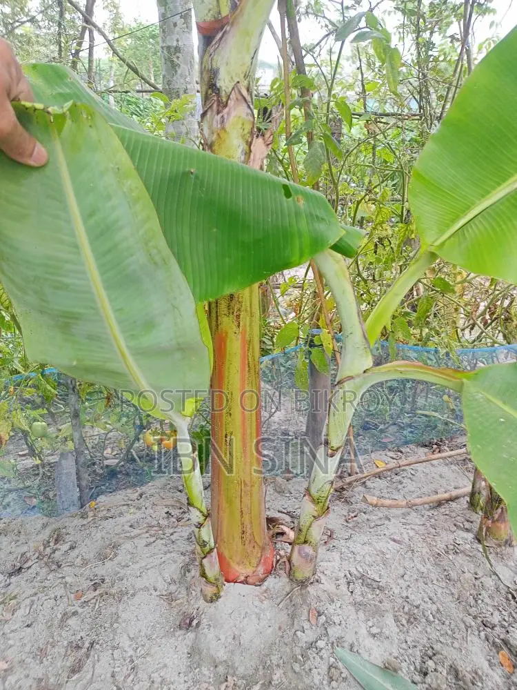 Deshi Sagar Banana, Sabri and Raw Banana Saplings.